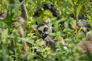 Portrait of adult lemur katta among vegetation