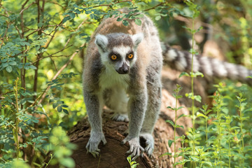 Portrait of kutta lemur on a fallen tree trunk