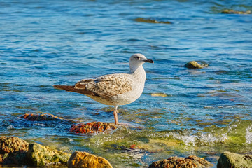 Subadult European Herring Gulls