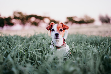 cute small jack russell dog in countryside standing among green grass. wearing a brown leather leash and collar