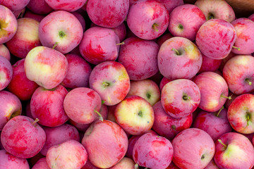 Background of red apples. Autumn, picking apples. Florina, sometimes Querina, is a winter variety of home-grown apple trees. Vegetarian. Vitamins.