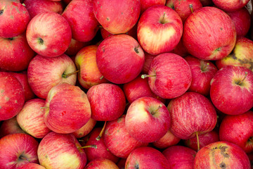 background of red apples. Autumn, picking apples, Champion is a variety of home-made apple trees, brought out by Czech breeders