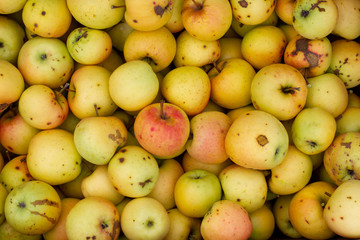 Background of yellow apples with scab and aunts.