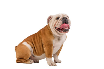 english bulldog portrait on white background