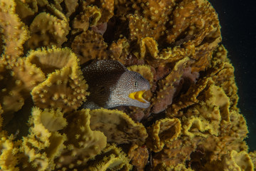 Moray eel Mooray lycodontis undulatus in the Red Sea, eilat israel