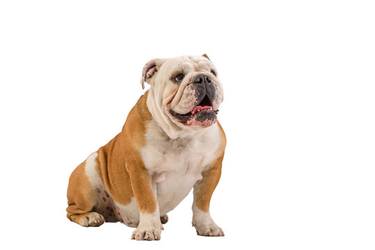 english bulldog portrait on white background - Powered by Adobe