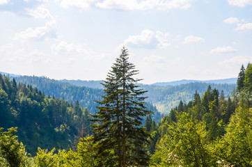 Carpathian Mountains landscape in the autumn season in the sunny day