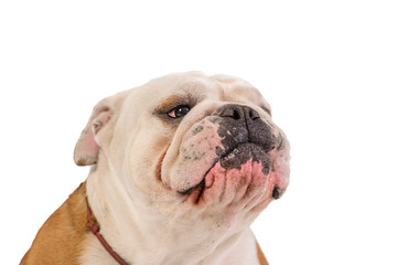 Fototapeta premium english bulldog portrait on white background