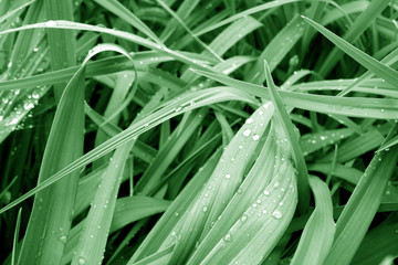 Fototapeta premium Grass with dew drops on it in green color.