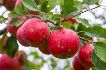 large ripe apples clusters hanging heap on a tree branch in an intense apple orchard. Dewdrops. Vitamins. Vegetarian