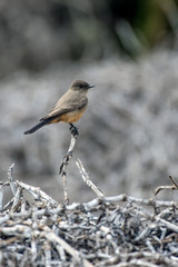 Small Say's Phoebe bird perched on very top of a thin branch with a perfect vantage point to look over the lagoon.