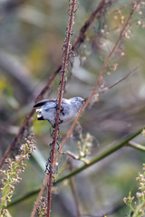 Small Blue Gray Gnatcatcher bird perched on a thin branch and preparing to move to the next tree with an open beak.