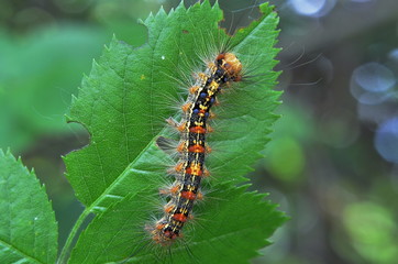 A mushroom end a caterpillar in their environment
