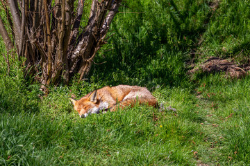 European Red Fox, Vulpes vulpes, sleeping