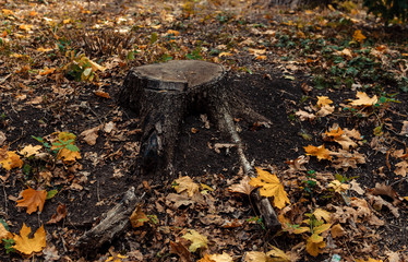 natural view of a stump and yellow maple leaves in the autumn forest. Wooden stump with autumn leaves and forest on a background of nature. Beautiful autumn scene, template for design. Copy space