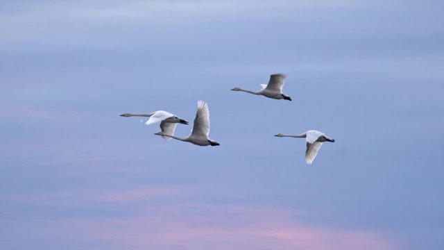Slow motion shot of swans flying over blue sky background