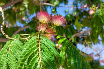 Blossom tree over nature background/ Spring flowers/Spring Background