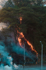 Incendio forestal