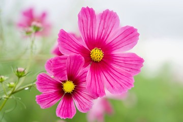 Fototapeta premium 濃いピンクのコスモス