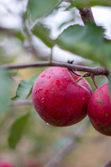 large ripe apples clusters hanging heap on a tree branch in an intense apple orchard. Dewdrops. Vitamins. Vegetarian