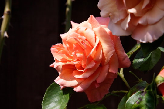peach rose