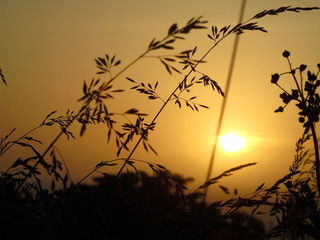 silhouette of a tree at sunset