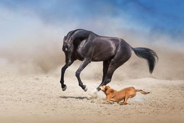 Akhal teke Horse run with dog in desert dust