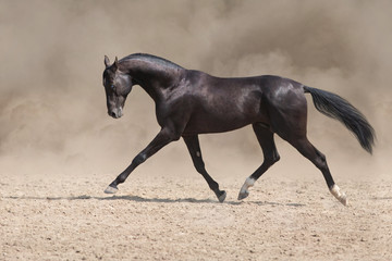 Bay horse  run fast in desert dust against blue background