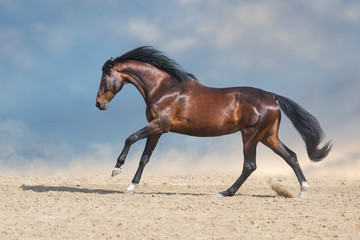 Fototapeta premium Bay horse run fast in desert dust against blue background