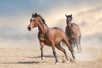 Two bay horses run gallop in desert