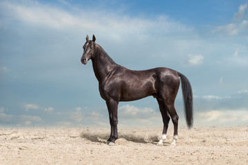 Akhal teke black horse standing in desert