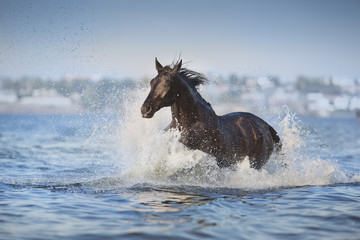 Black horse run in blue river