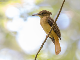 aves