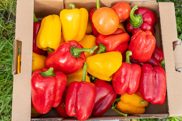 red and yellow peppers lie in a cardboard box close-up