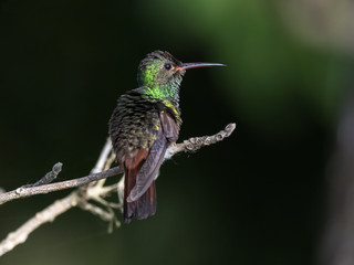 colibrí cola rufa