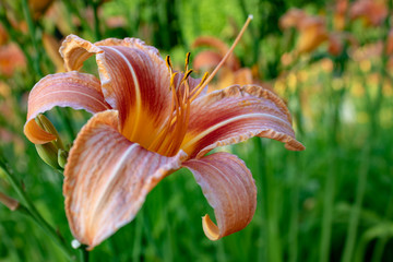 Single orange day-lily (Hemerocallis fulva) also called tiger daylily, close up detail, side view with green soft background