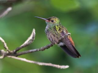 Obraz na płótnie Canvas colibrí cola rufa