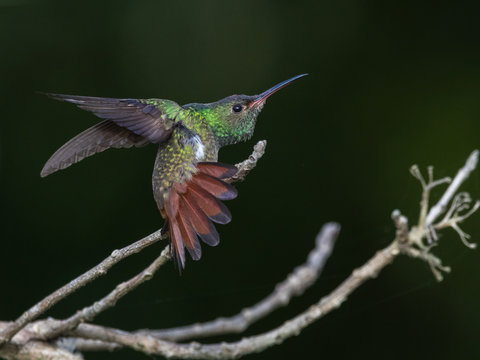 colibr&iacute; cola rufa