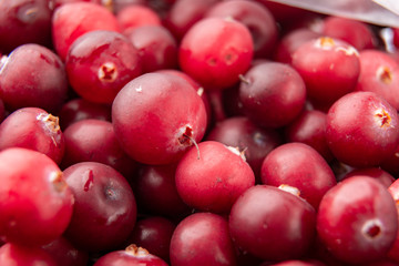 Red ripe cranberries background / Close up / fresh berries