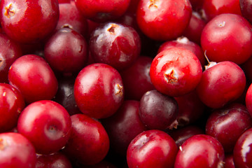 Cranberry /Heap of tasty berries. Close up/ Healfy concept