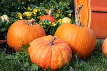 Close up of composition of orange pumpkins in the garden. Autumn, outdoor fall background. Harvest and Thanksgiving concept.