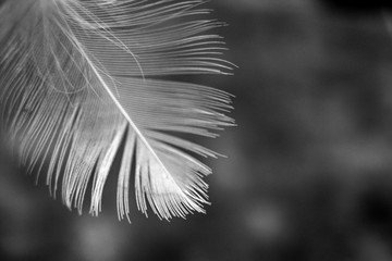 Feather on dark background. Monochrome concept. Copy space for text
