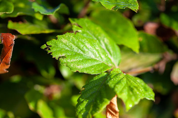 Green leaf with water drops, macro, nature background