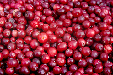 Cranberries Berries. Cranberry background. Wild berry of cranberries.