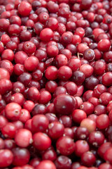 Cranberry. Cranberries close-up. Fresh cranberries background