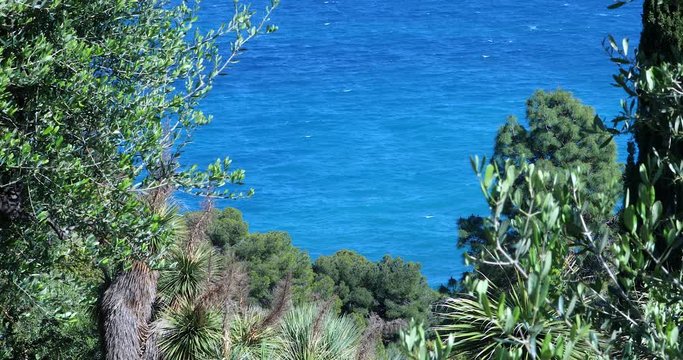 Beautiful Summer Seascape, View Of The Mediterranean Sea Behind The Trees Branches And Cacti - DCi 4K Video