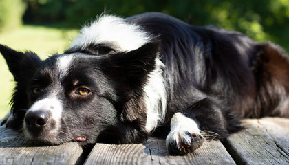 Close up of a border collie puppy dozing on the table