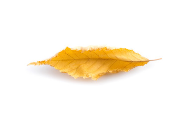 Top view on fallen autumn long yellow leaf isolated on white background. Clipping path design element