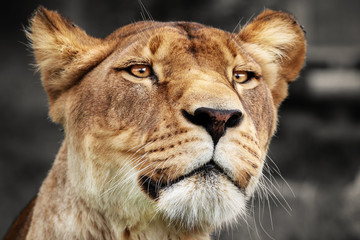 Obraz na płótnie Canvas Face lioness