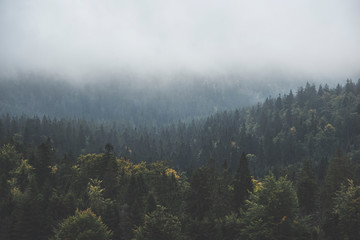 forest in the fog